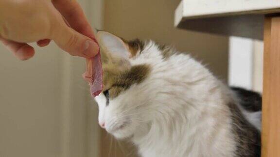 顽皮的毛绒绒的猫在女人手里玩咬肉片