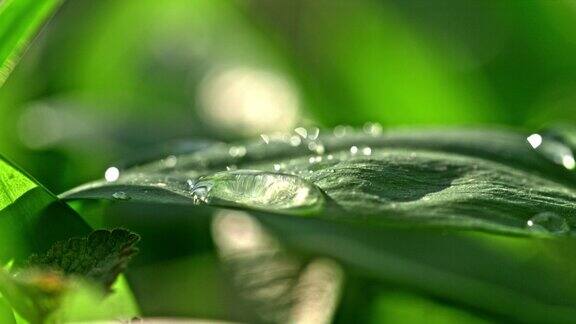 水滴在一片绿色的大叶子上带着水滴从叶子上滴下来