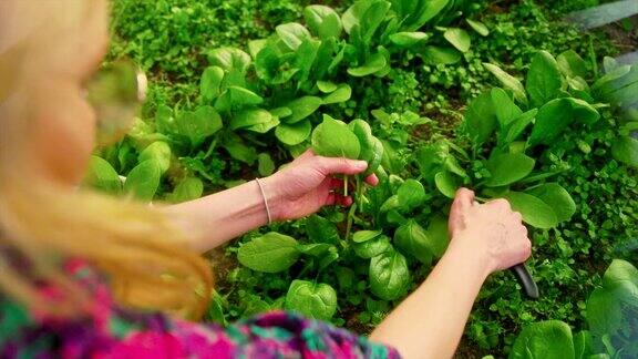 一名妇女在温室里收集菠菜叶子