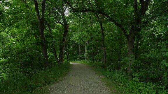 弯曲的步行路径通过绿树放大4k