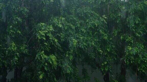 狂风暴雨树狂吹树下的暴雨