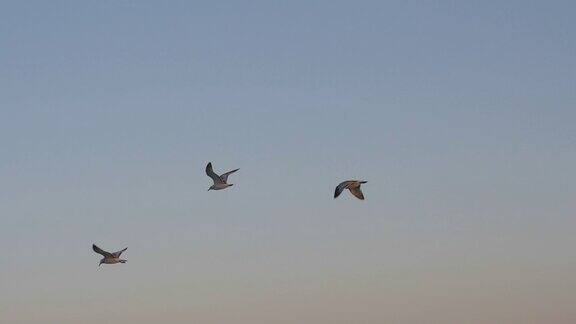 傍晚天空中飞翔的海鸥