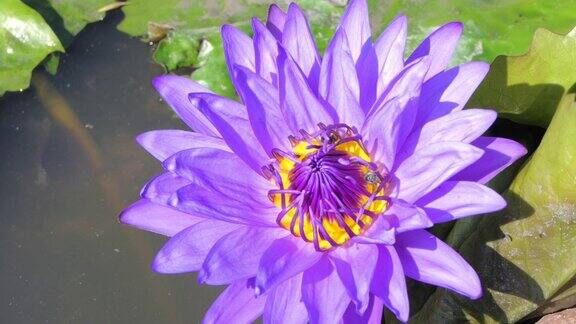 紫色的睡莲在清晨绽放