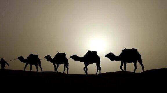 阿拉伯传统头饰长袍与他的骆驼行走在沙漠沙丘的剪影日落