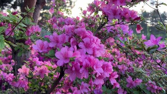 粉红色的杜鹃花在花园里