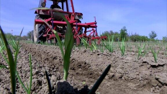 拖拉机在种植洋葱的土地上耕作
