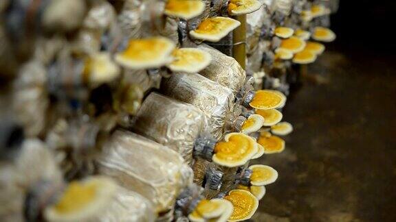 淘洗:架子上的成熟灵芝蘑菇
