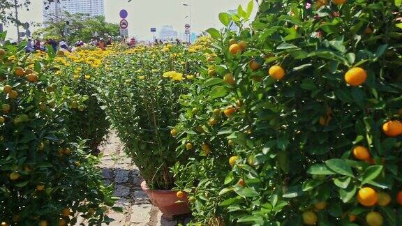沿着橘子和菊花街市场的运动