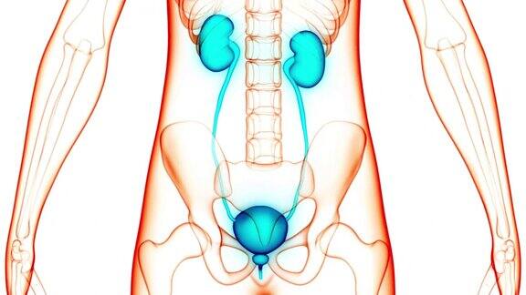 人体泌尿系统肾脏与膀胱解剖动画概念
