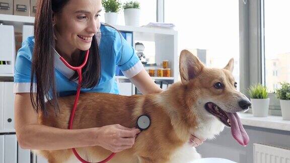 兽医在诊所用听诊器给狗狗检查身体