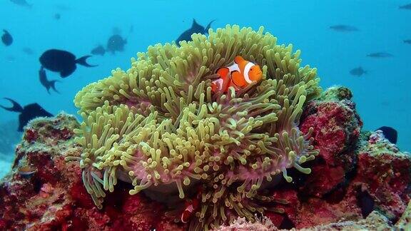 美丽的小丑鱼在热带海域水下活动在沙邦亚齐
