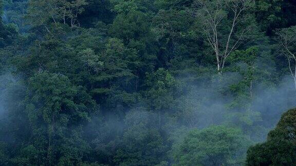哥斯达黎加雨林冠层:雾过境