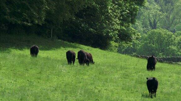 一个明媚的春日下午肉牛在田野里的视频