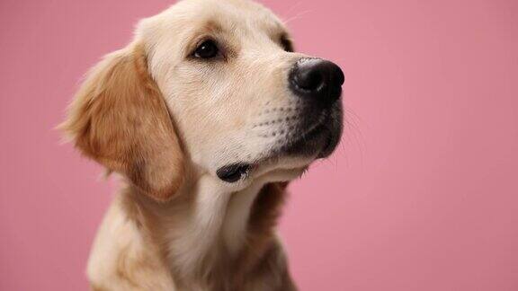可爱的金毛寻回犬等待食物抬头和渴望坐在工作室粉红色的背景