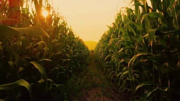 傍晚的玉米地阳光照耀着夕阳