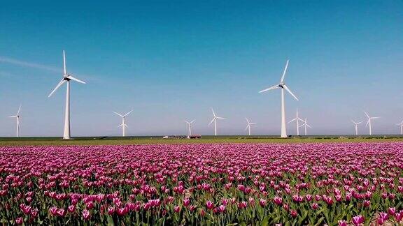 风车公园的涡轮机荷兰的红色郁金香花田风车用鲜花发电绿色能源