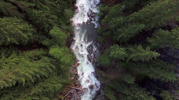 惊人的空中森林河流动与白水急流