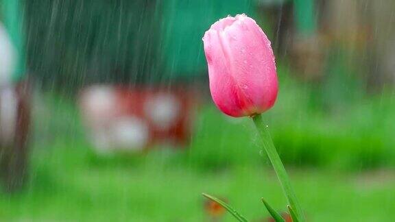 雨中粉红色的郁金香花