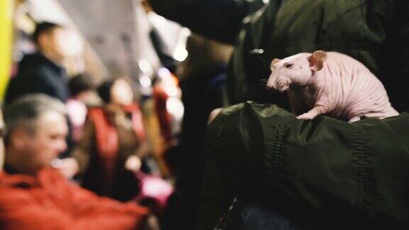 秃顶的老鼠一只秃顶的老鼠坐在一个女人的手上