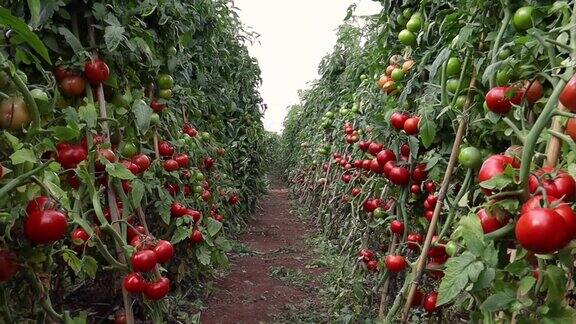在温室或番茄田里种植的有机番茄
