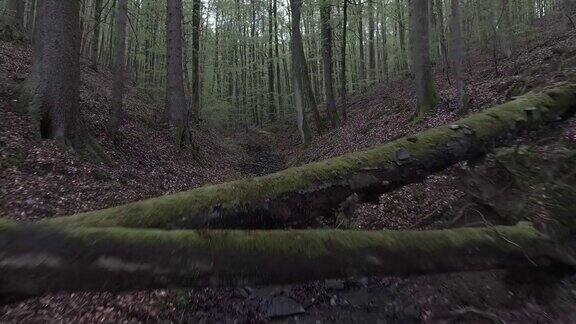 小溪流过落叶林