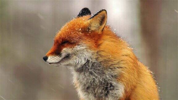 小狐狸看了看摄像机