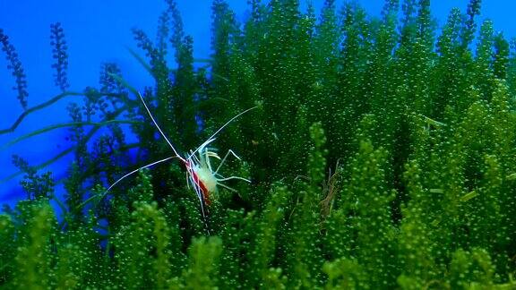 骆驼虾(铰链喙虾)近距离移动在海藻