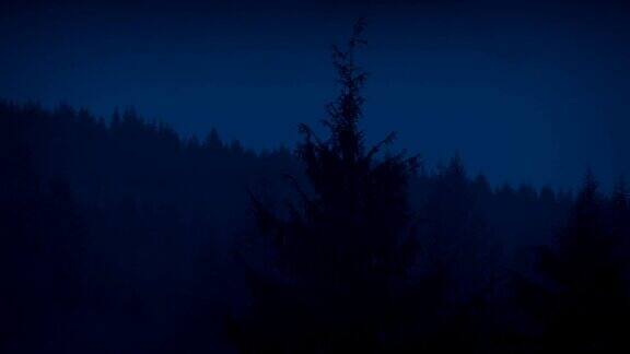 雾在夜间移动森林树木