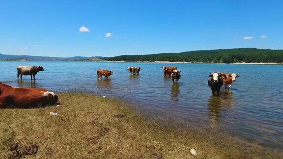 奶牛在湖边洗澡