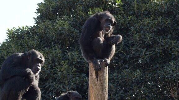 在自然公园里黑猩猩在树桩上嬉戏
