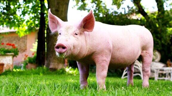 一只小猪在一个农场的花园里一个农民带来了一个健康的有机的使它强壮和茁壮成长与正确和天然的食物