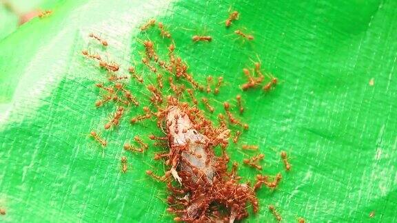 一群红蚂蚁拖着一只死青蛙高清