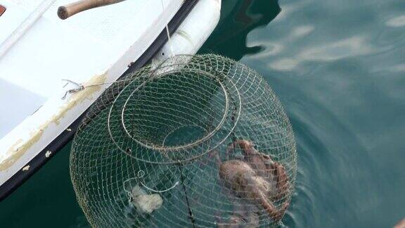 渔夫和大章鱼在鱼陷阱