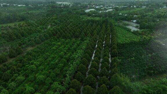 下雨天的榴莲园航拍视频有大约5年树龄的榴莲园黑龙江省