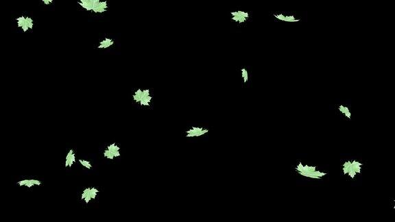 绿色的枫叶在风中孤立在黑暗的背景上