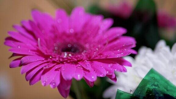水珠露珠闪烁着明亮的光在花瓣粉红色菊花花