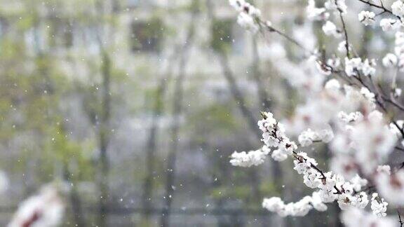 春季降雪果园开花