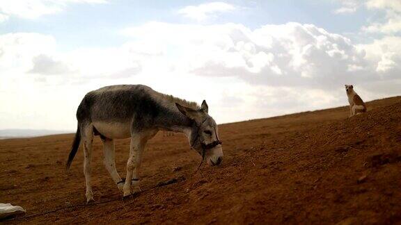 沙漠中的驴子和狗在云彩的背景下
