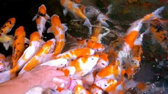 用奶嘴喂五颜六色的日本红鲤鱼泰国