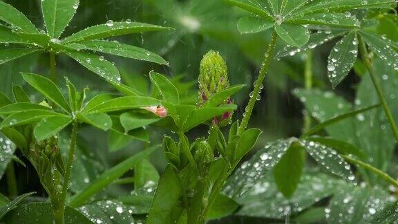 羽扇豆的芽和叶带有雨滴