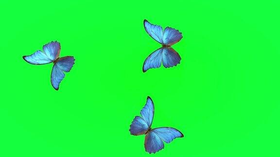 夏日蓝蝴蝶的飞翔蝴蝶在一个轻的背景三维渲染
