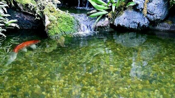 锦鲤花式鲤鱼在池塘里游来游去