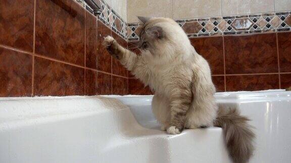 慢动作视频的家西伯利亚猫饮水和探索涓涓细流的水