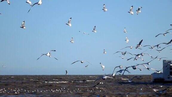一群海鸥飞过海景慢镜头