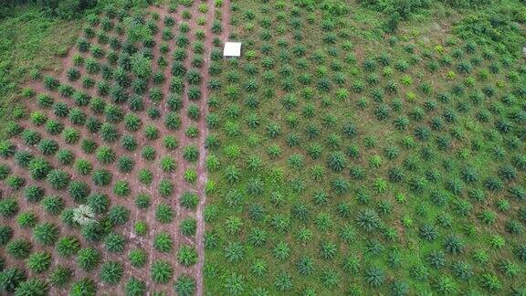 小棕榈树植物苗圃从空中