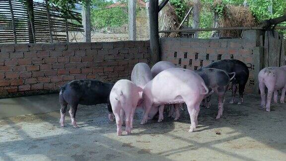 一群粉红色和黑色的猪在围栏里吃东西(近距离)