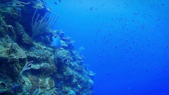 罗阿坦XLS珊瑚礁中的巨型黑石斑鱼和数百条鱼