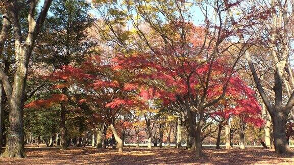 日本东京:五颜六色的秋叶或树上的叶子