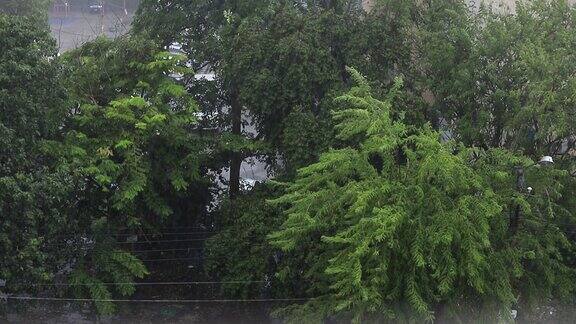 夏天的大雨和绿树