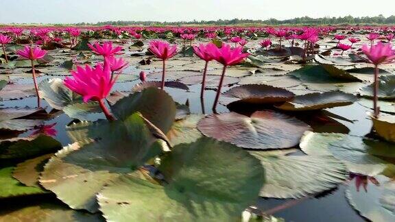 莲花湖